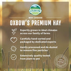 Buy now Oxbow Oat Hay, Rabbit & Guinea Pig Hay, High Fiber for Digestive Health, Grown in the USA, Veterinarian Recommended Small Pet Supplies, for Rabbits, Guinea Pigs, & Chinchillas, 15 oz. at indiglob india