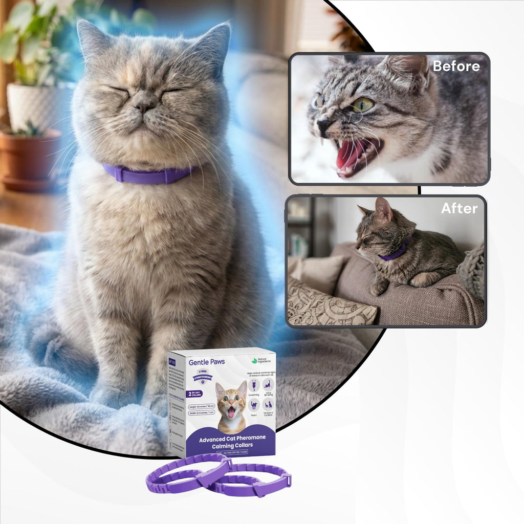 Gentle Paws 60-Day Cat Calming Collar (2-Pack) | for Stress, Fighting, Spraying, Pee Accidents, Anxiety & Aggression | Lavender-Free & Chamomile-Free, Non-Toxic, Breakaway Safety Design