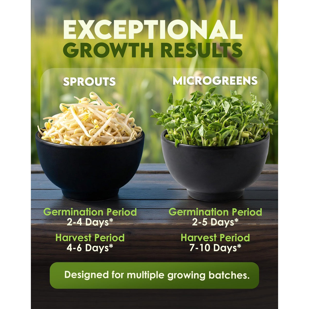 Nature Jim's Sprouts - Mung Bean Sprouting Seeds, Non-GMO Planting - 16 oz