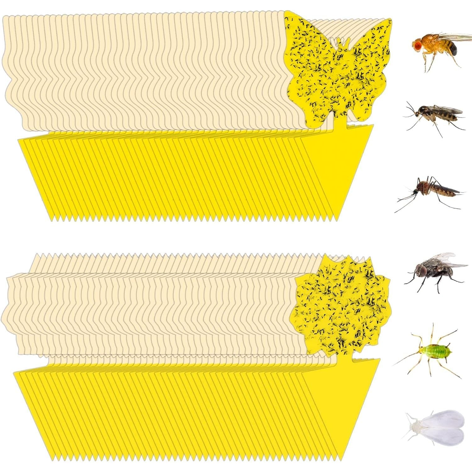 Buy now 36 Pack Fruit Fly Traps for Indoors, Gnat Traps for House Indoor, Sticky Traps Fungus Gnats Killer for Mosquito and Flying Insects, Bug Pest Insect Catcher Killer for Houseplant 96 Pack+20 Tie Wire at indiglob india