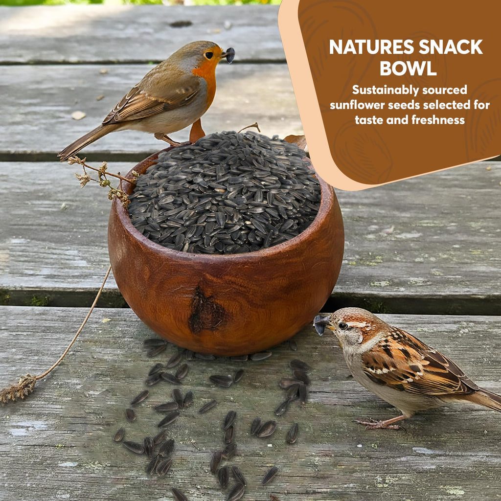 3 LB Black Oil Sunflower Seeds for Birds – Premium Wildlife & Bird Food – Grown in USA - Black Oil Sunflower Seeds for Wild Birds and Backyard Feeders