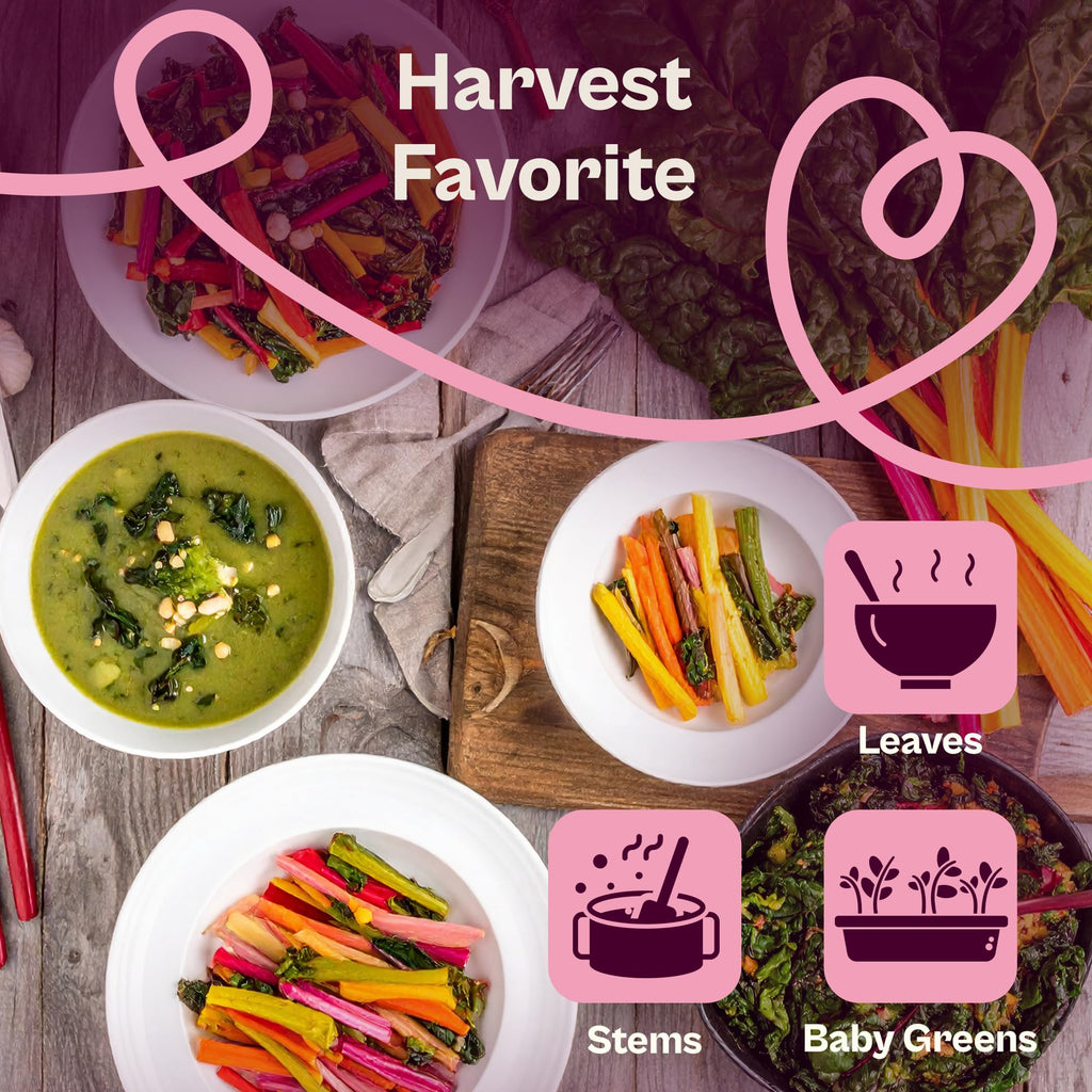 SVI 200 Rainbow Mixture Swiss Chard Seeds (Beta Vulgaris VAR. Cicla) - Five Color Silverbeet Chard, Colorful Stems, Non GMO Heirloom Seed - Perfect Vegetable Seeds in Seed Packets for Home Garden