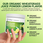 Buy now Dr. Berg USDA Certified Organic Green Powder Superfood (60 Servings) - Made with Raw Wheatgrass, Chlorophyll, Trace Minerals & Natural Enzymes - Non-GMO Green Superfood Powder - Lemon Flavor at indiglob india