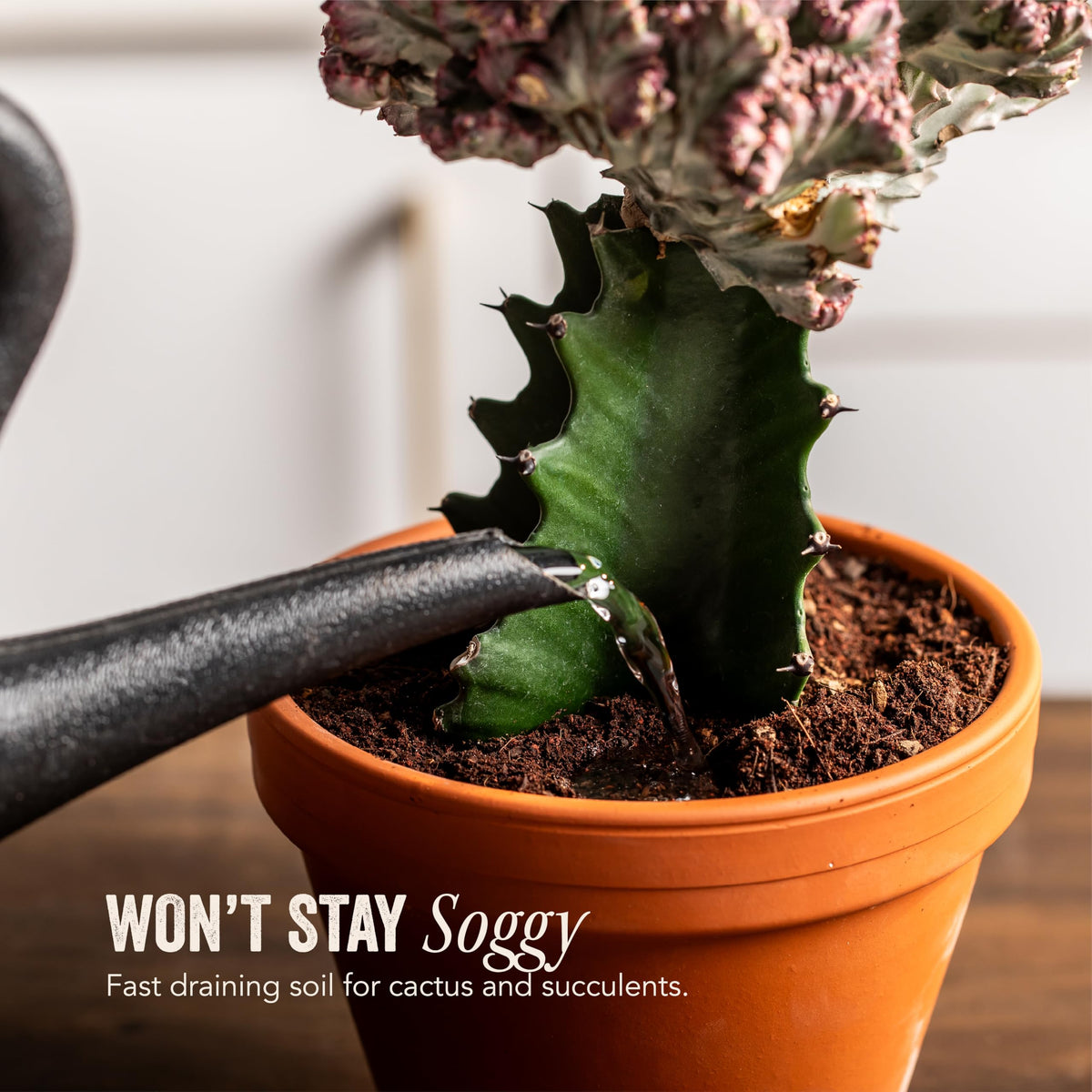 Java Cactus & Succulent Soil: A Gritty, Fast‑Draining, Peat-Free, Ready‑to‑Use Potting Mix for Cacti & Succulents -Keeps Roots Well Aerated for Indoor Pots & Plants. USA Made (6QT)