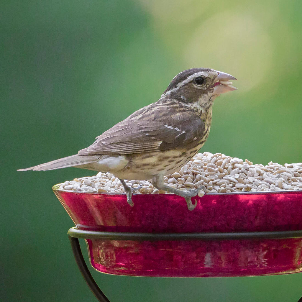 Audubon Park Sunflower Hearts Wild Bird Seed, 15-lb.