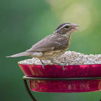 Audubon Park Sunflower Hearts Wild Bird Seed, 15-lb.