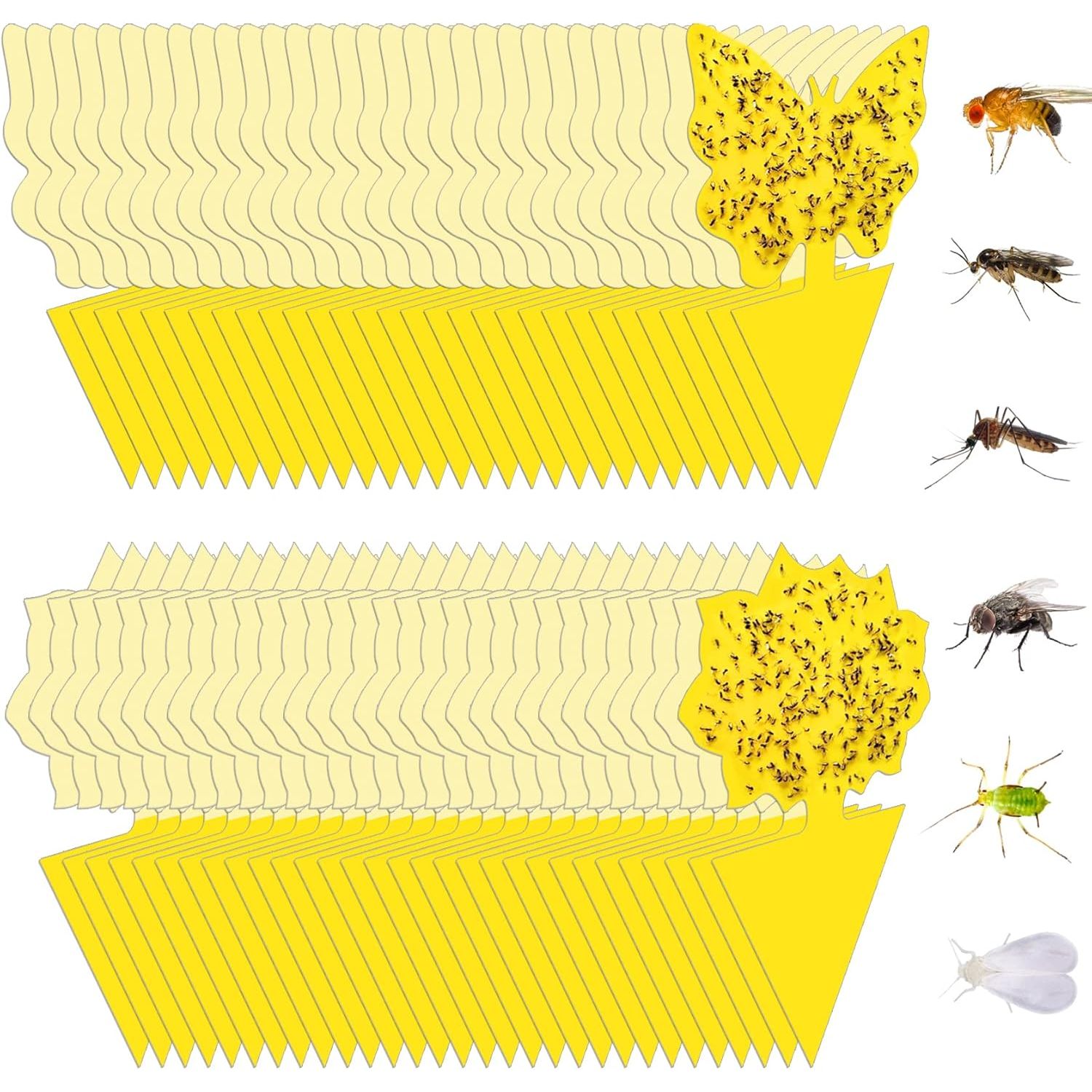 Buy now 36 Pack Fruit Fly Traps for Indoors, Gnat Traps for House Indoor, Sticky Traps Fungus Gnats Killer for Mosquito and Flying Insects, Bug Pest Insect Catcher Killer for Houseplant 60 Pack+20 Tie Wire at indiglob india