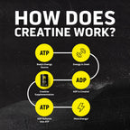 Ascent Clean Creatine Monohydrate, Creapure, Unflavored, 100 Servings