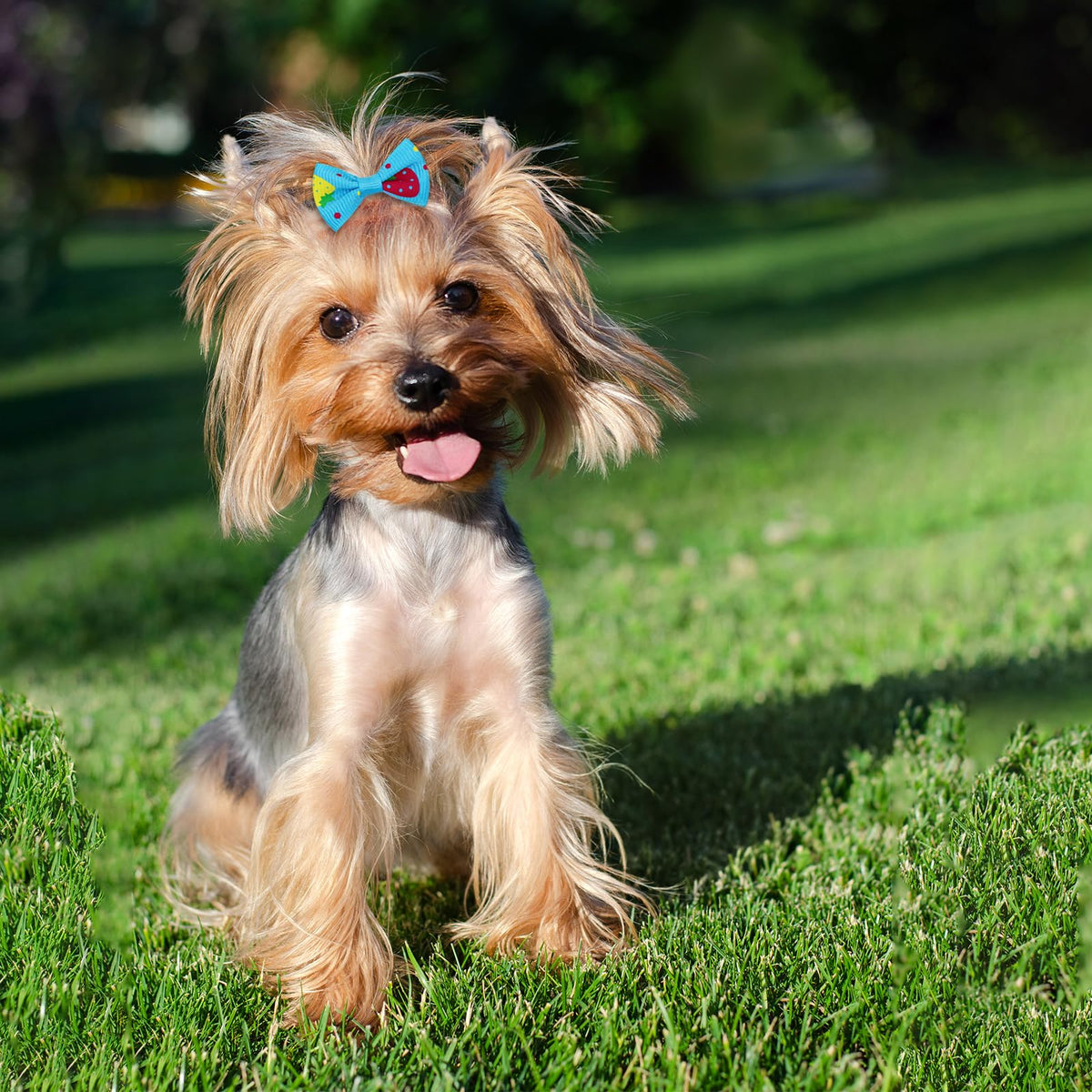 Small Dog Hair Bows with Rubber Bands for Small Medium Dogs
