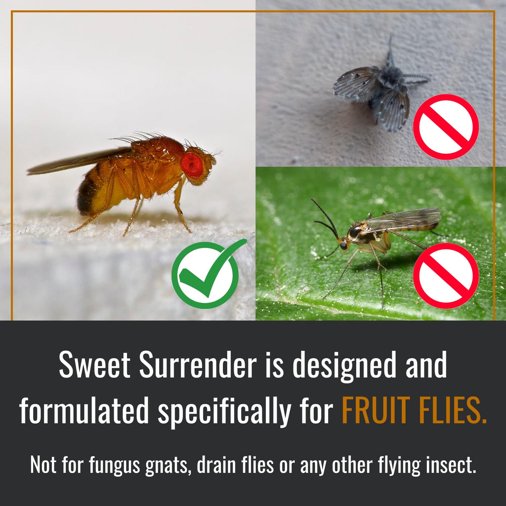 Dr. Killigan's Reusable Fruit Fly Traps for Indoors, 2 Refills