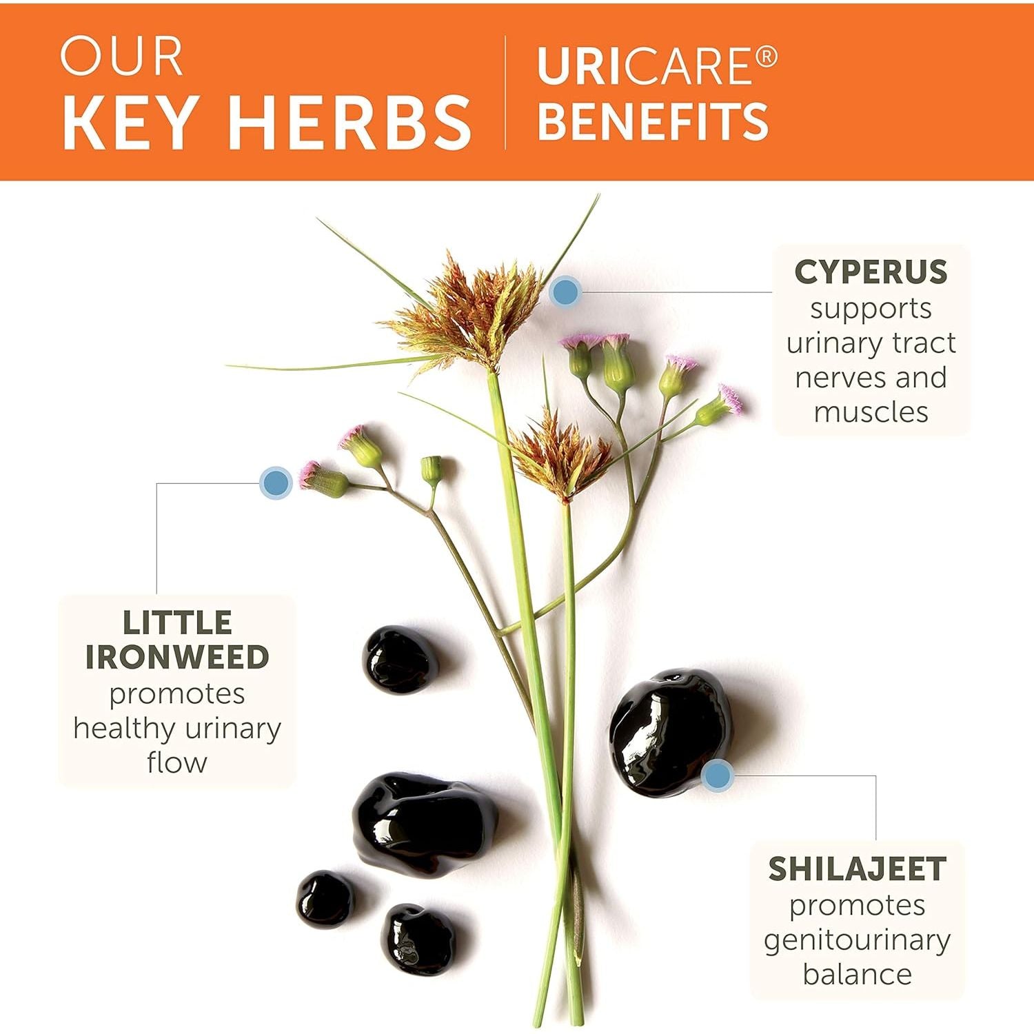 Buy now Himalaya UriCare - Herbal Bladder and Kidney Support Supplement with Shilajit for Urinary Tract Wellness - Vegan, Non-GMO, Gluten Free, Caffeine Free, 120 Capsules at indiglob india