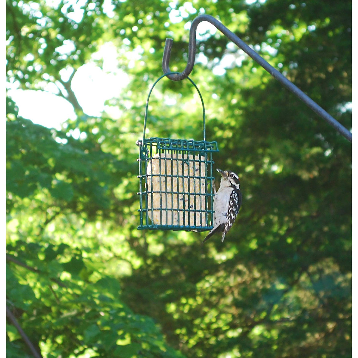 ST. ALBANS BAY SUET PLUS Suet Cake Variety Packs | 11 oz. Wild Bird Suet Cakes | (Peanut and Berry, 10 Pack)
