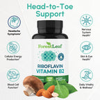 ForestLeaf Vitamin B2 riboflavin 400mg, Non GMO Gluten Free, 90 Count | High-Potency B2 Vitamin For Cellular Energy, Skin And Nervous System Support; Non-GMO, Gluten-Free, Vegetarian, Made In USA