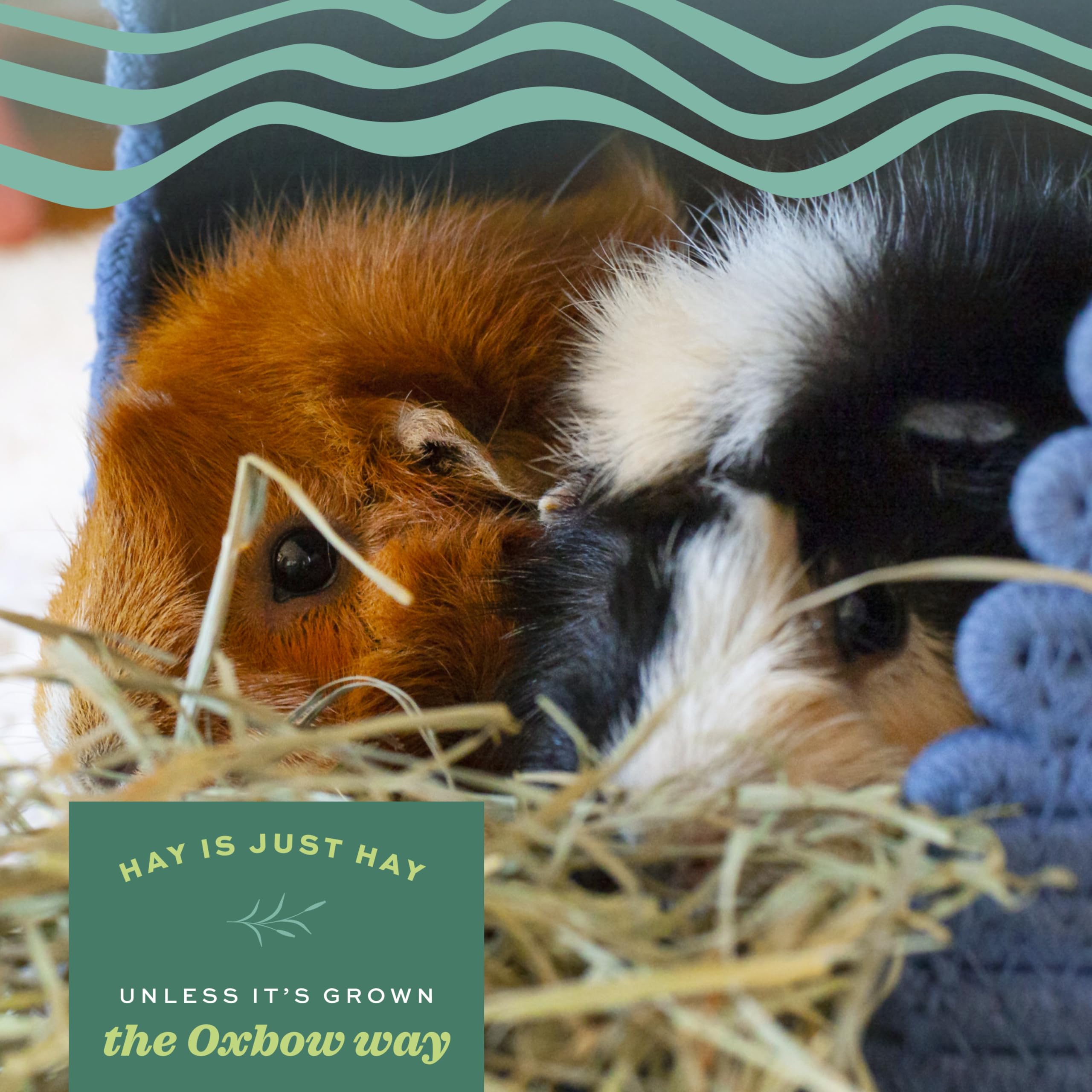 Buy now Oxbow Orchard Grass Hay, Rabbit & Guinea Pig Hay, High Fiber for Digestive Health, Grown in the USA, Veterinarian Recommended Small Pet Supplies, for Rabbits, Guinea Pigs, & Chinchillas, 15 oz. at indiglob india