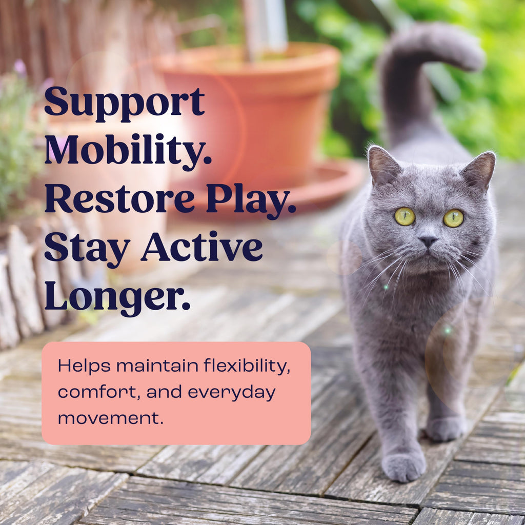 Summit Feline Pain Relief Supplement Inflammation Hip & Joint Support Vitamin for Cats - Natural Chrondroitin with Liposomal Delivery for Arthritis - Drug Free - All Ages