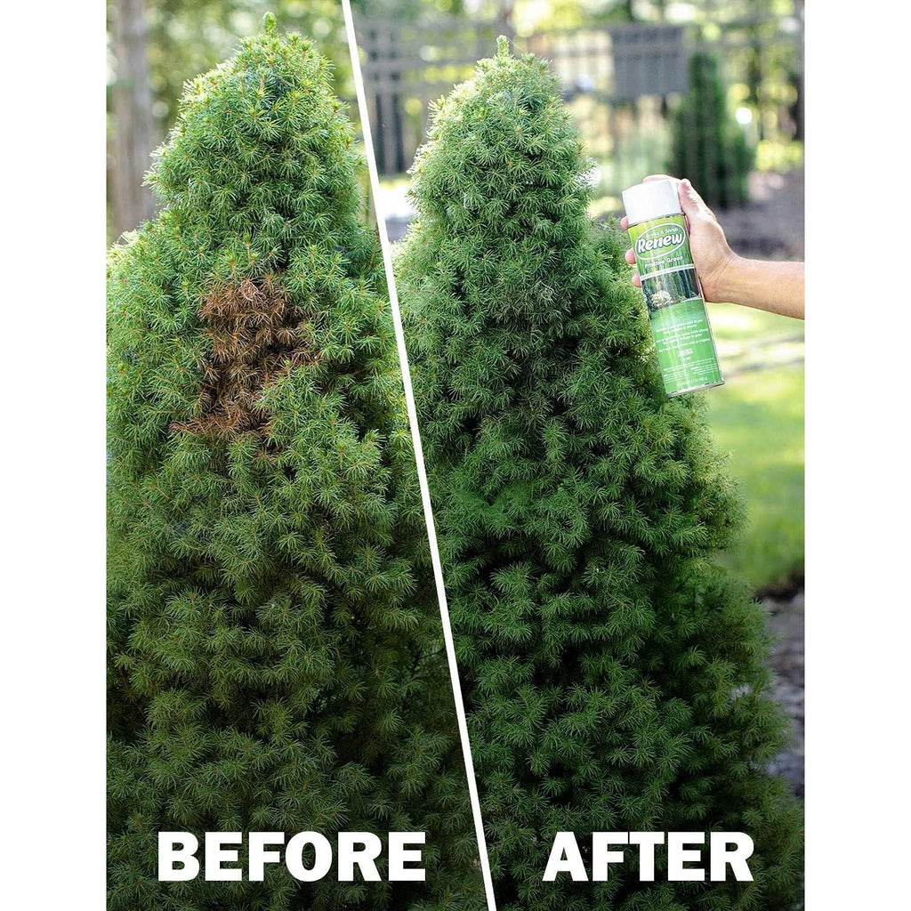 Seymour RENEW Grass and Shrub Spray Paint, Pristine Green, 17 oz. Can.