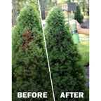 Seymour RENEW Grass and Shrub Spray Paint, Pristine Green, 17 oz. Can.