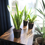 Altman Plants Live Snake Plant (Laurentii), Virtually Indestructible, Easy Succulent Houseplant, 4 in Pot