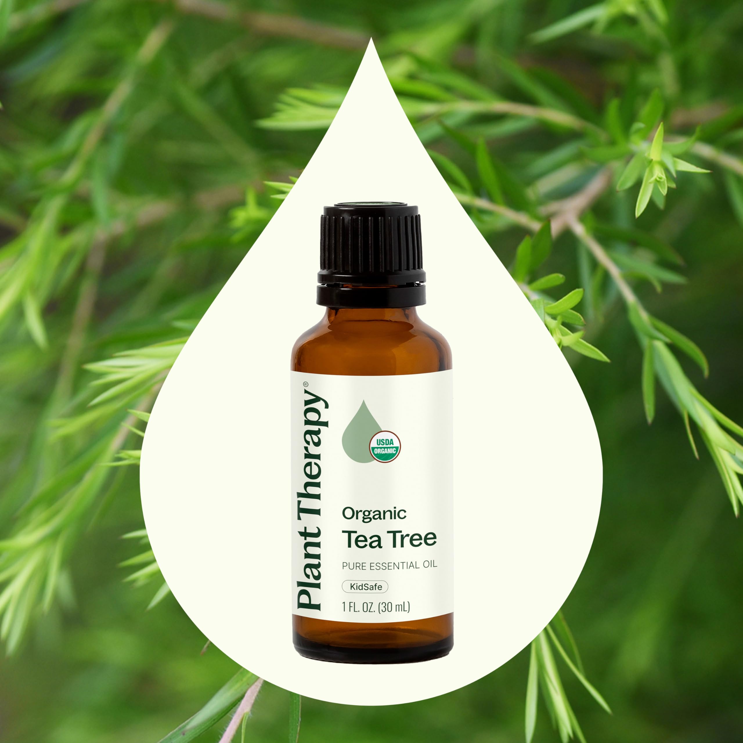 Buy now Plant Therapy Organic Tea Tree Oil (Melaleuca) 100% Pure, USDA Certified Organic, Undiluted, Natural Aromatherapy, Therapeutic Grade 30 mL (1 oz) at indiglob india