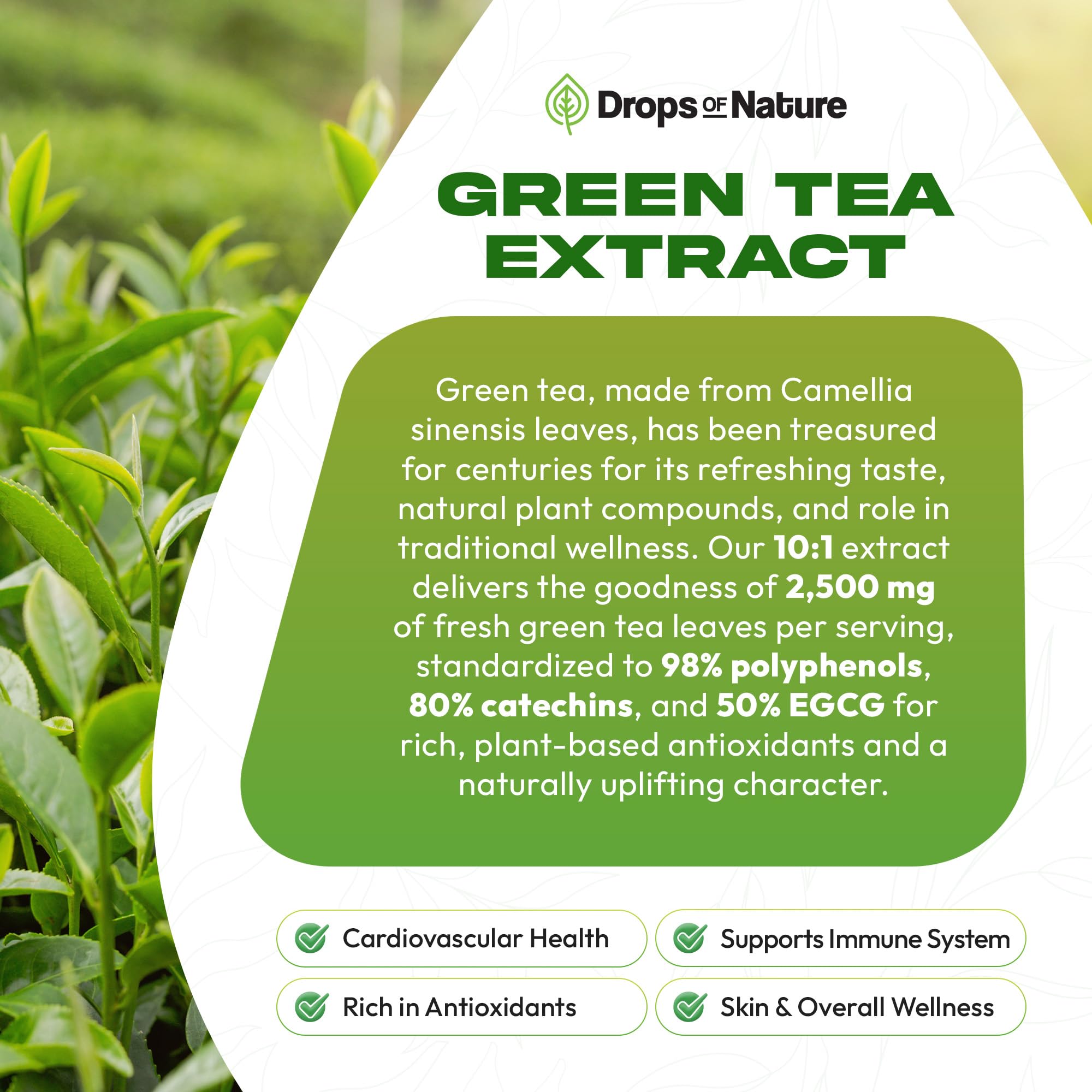 Drops of Nature Green Tea 10:1 Extract Liquid Supplement - Pineapple, 60 mL | 50% EGCG, 80% Catechins, Antioxidant & Immune Health Support, 4X Faster Absorption than Pills & Capsules, Vegan, Gluten-Free