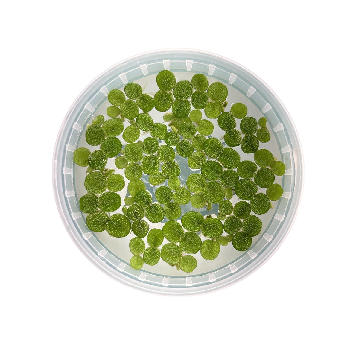 60+ Leaves Water Spangles - Salvinia Minima Floating Live Aquarium Plants