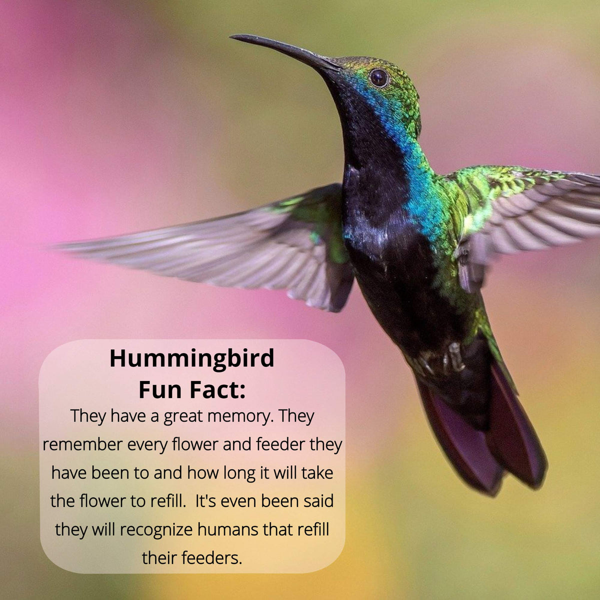 Naturally Fresh Hummingbird Nectar Powder with Nectar Defender, 2-Pack