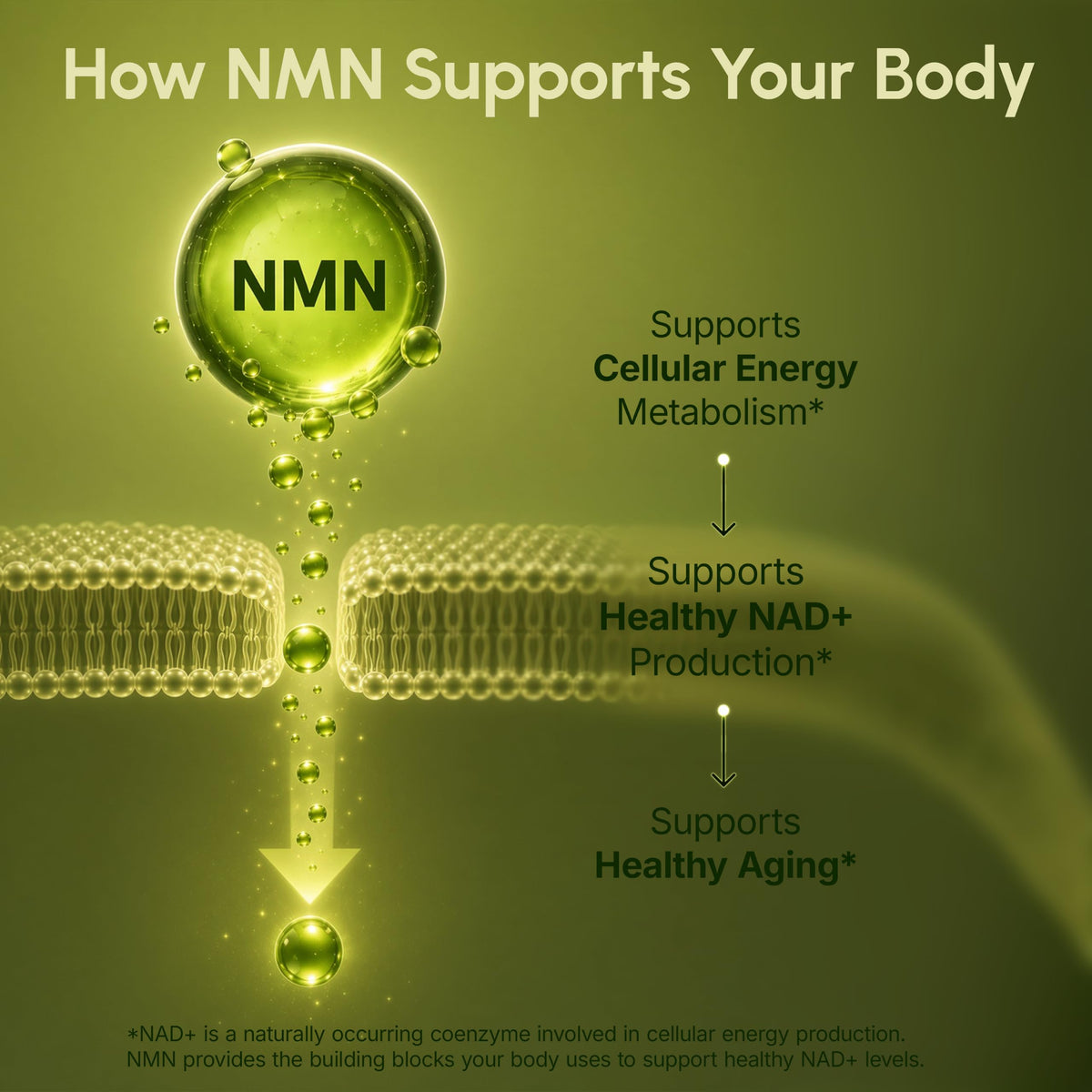 partiQlar Pure NMN Supplement 500mg - High Purity NAD+ Booster Capsules