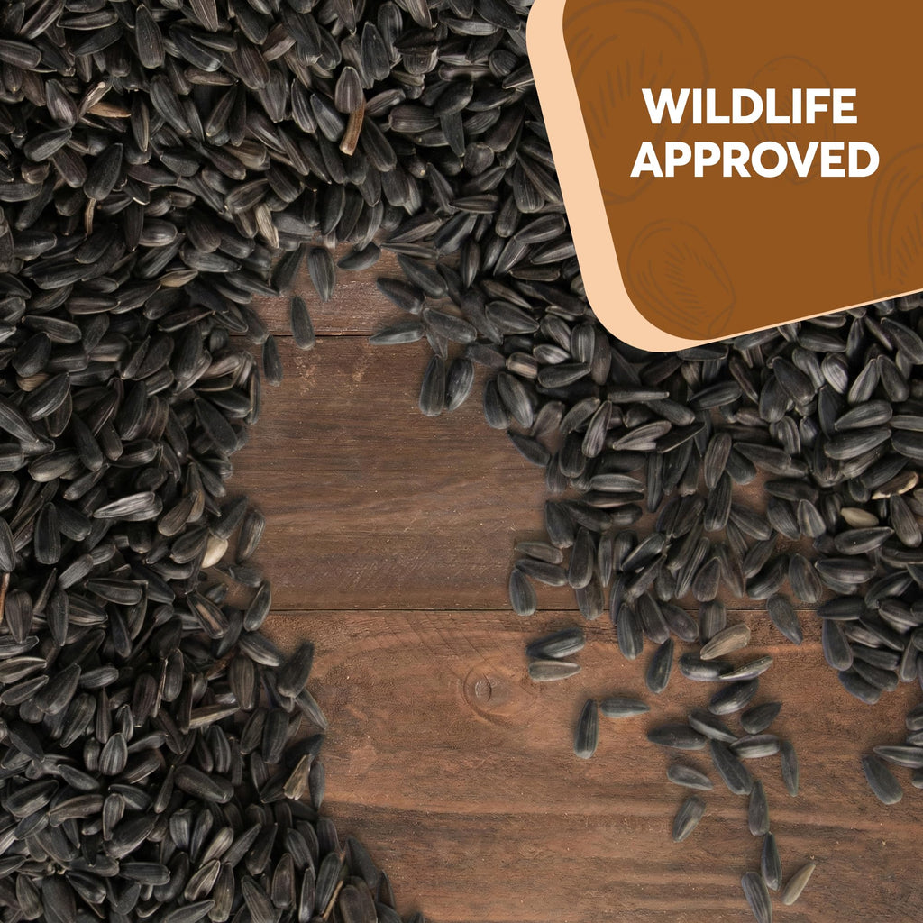 3 LB Black Oil Sunflower Seeds for Birds – Premium Wildlife & Bird Food – Grown in USA - Black Oil Sunflower Seeds for Wild Birds and Backyard Feeders