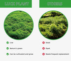 LUCKYRUNES Live Moss for Terrarium Bedding & Reptile Enclosures