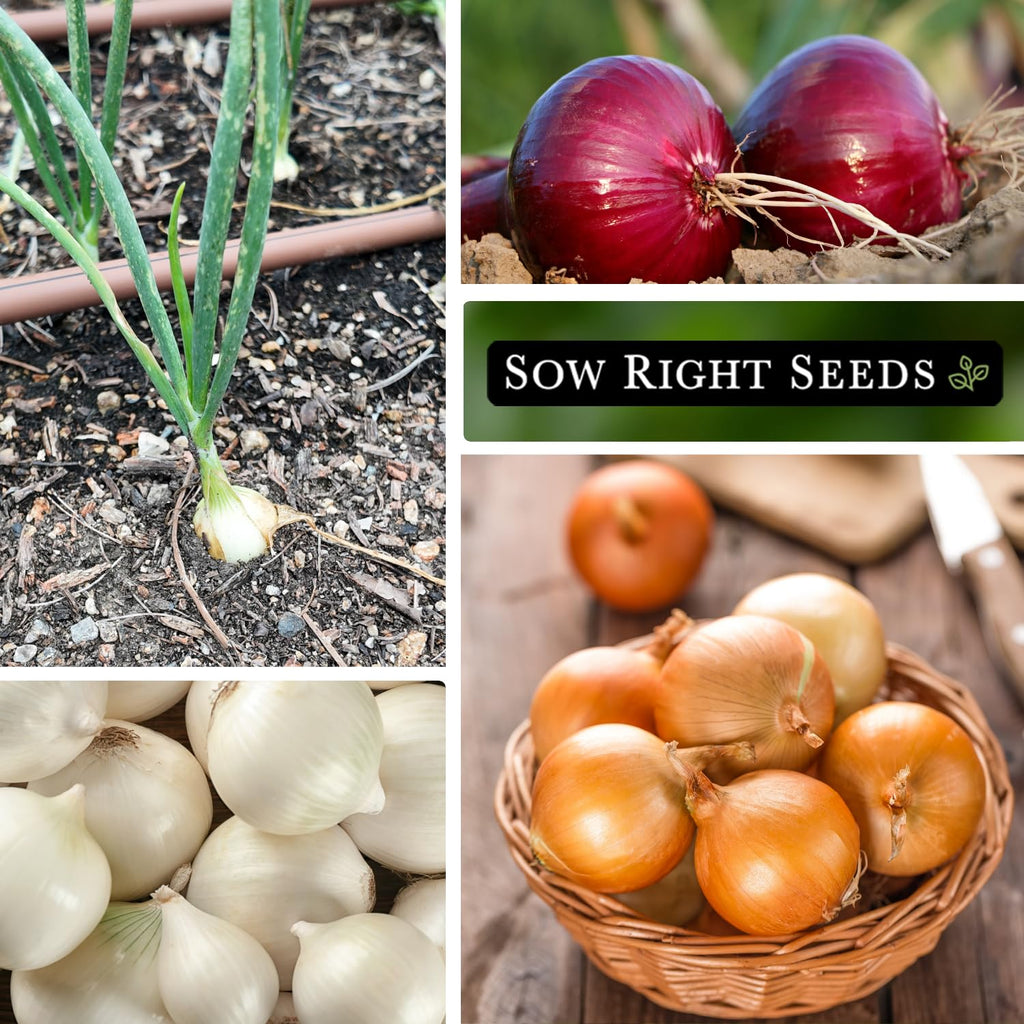 Sow Right Seeds - Short Day Onion Seed Collection for Planting Home Garden