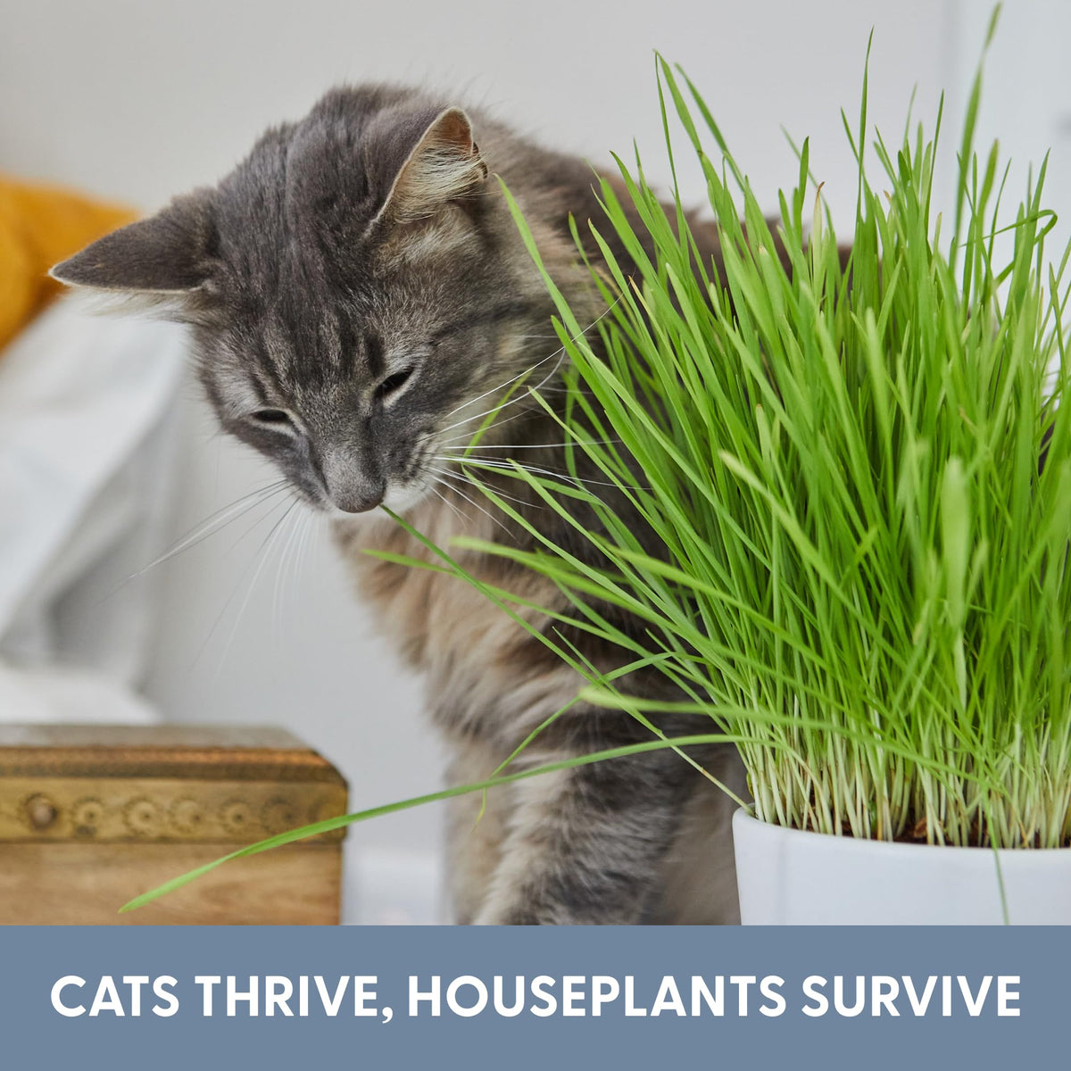 The Cat Ladies Cat Grass Refill Kit 100% Organic Cat Grass Seed and Coco Coir Soil Disks - 3 Pack