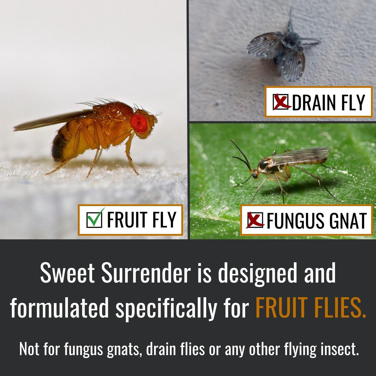 Dr. Killigan's Fruit Fly Trap Formula for Indoors, Field Tested Winner 16oz
