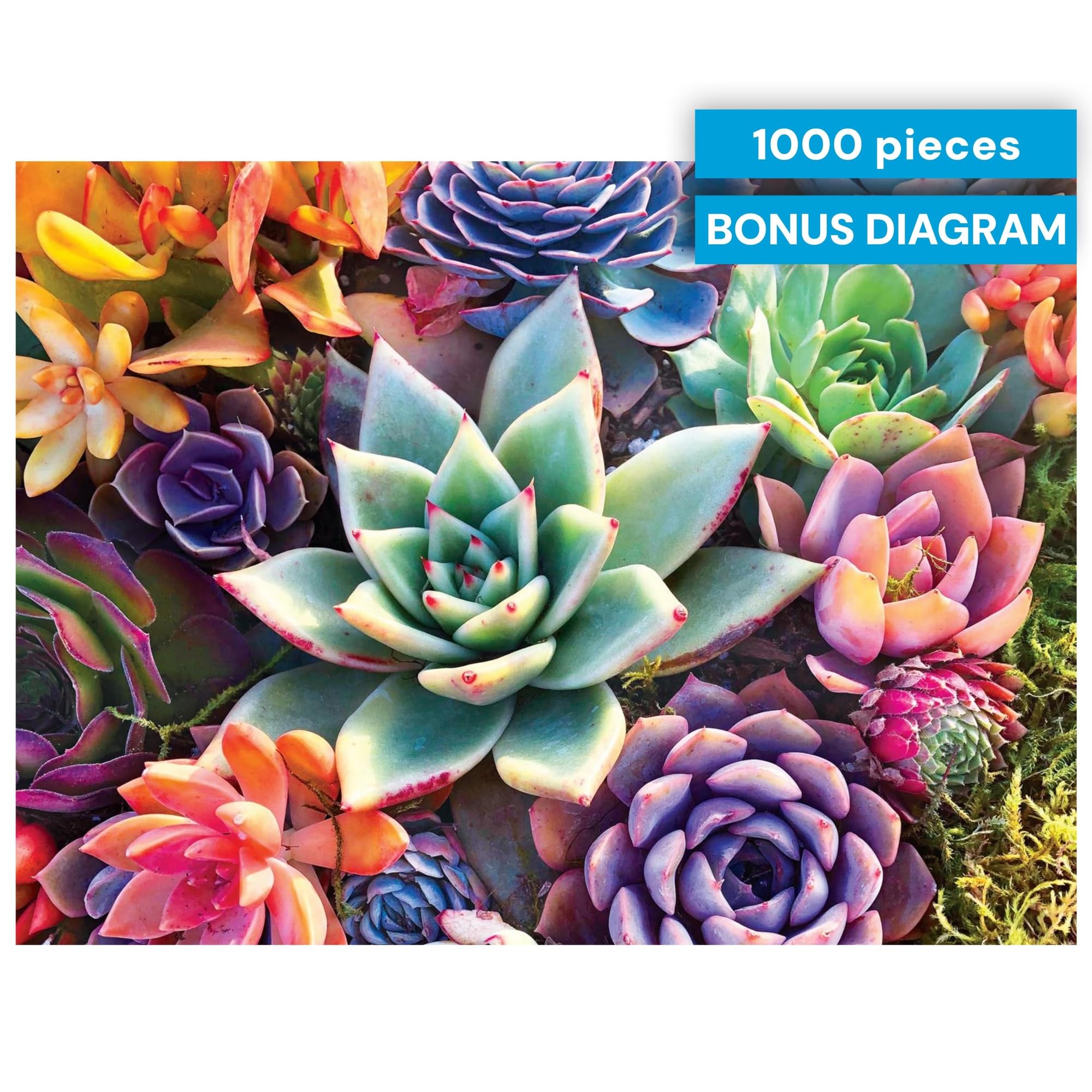 Buy now Buffalo Games - Simple Succulent - James Mertke - 1000 Piece Jigsaw Puzzle for Adults - Challenging Puzzle for Game Nights - Vibrant Plant Artwork - Finished Size 26.75 x 19.75 - Made in the USA at indiglob india