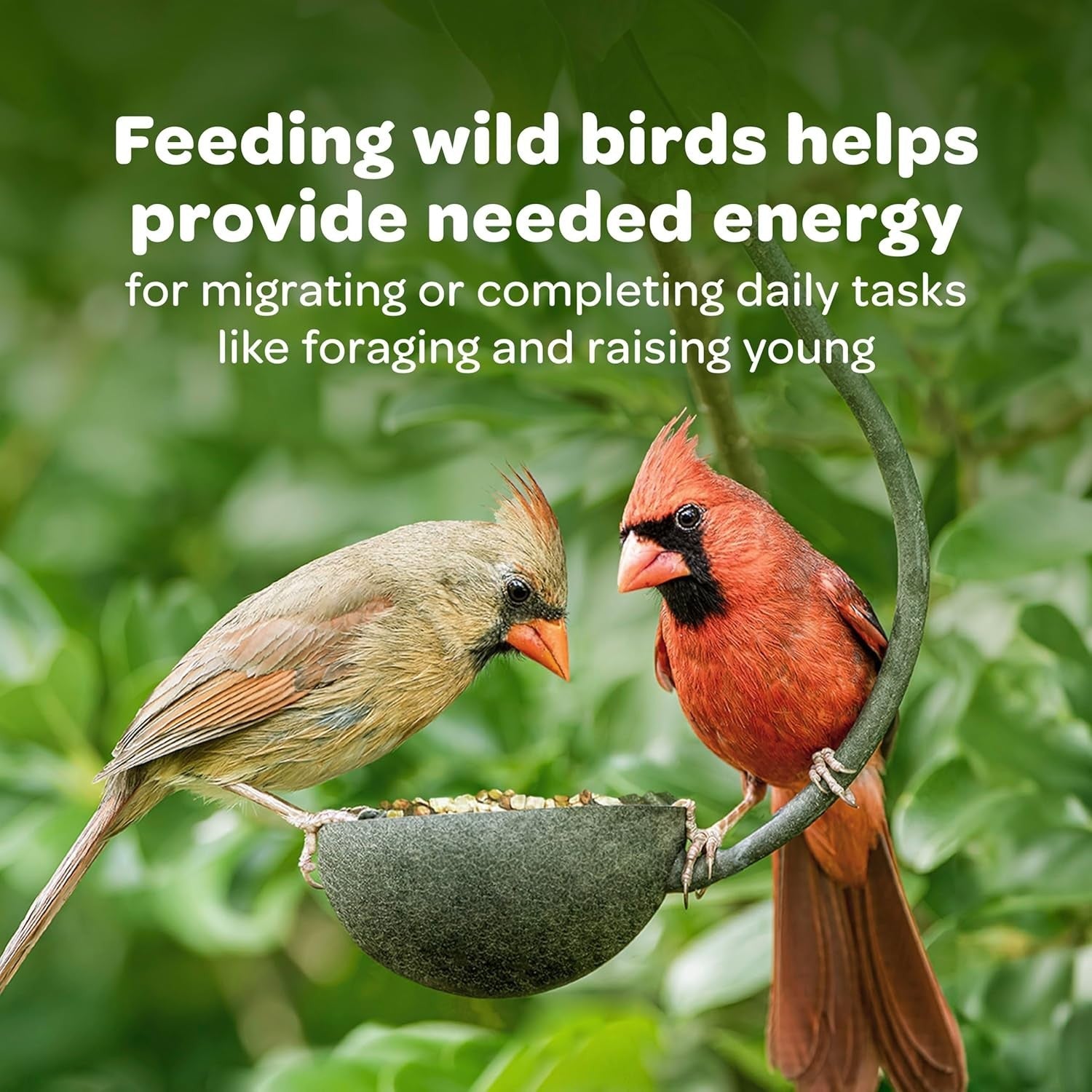 Buy now Kaytee Woodpecker Seed Cake, Wild Bird Food, 1.85 Pounds at indiglob india