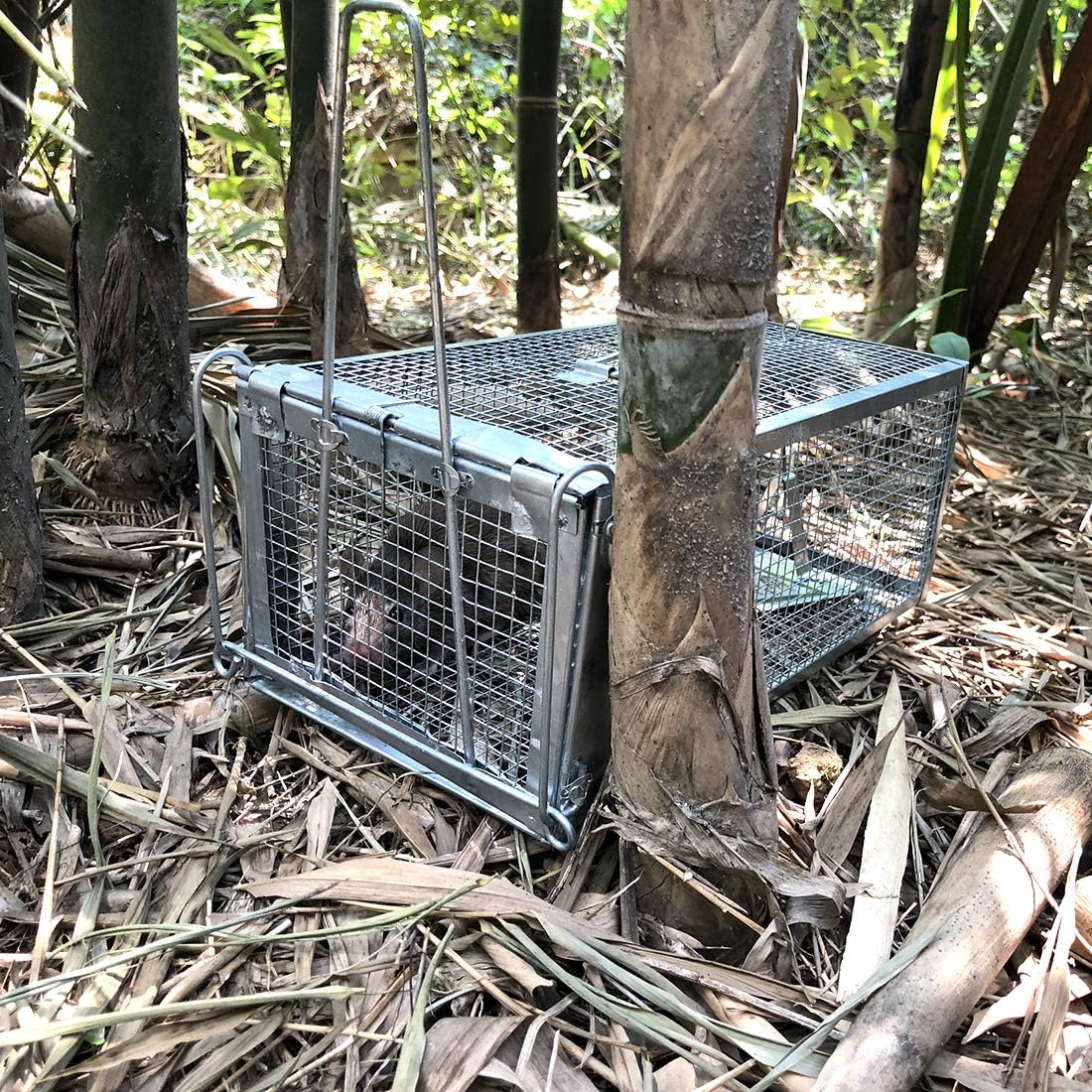 Buy now Gingbau Chipmunk Trap Humane Live Mouse Rat Cage Trap - Small at indiglob india