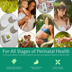 Needed. Prenatal Prebiotic & Probiotic, Expertly-Formulated, 60 Capsules