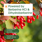 NatureBell Dihydroberberine with Berberine HCl - 120 Vegetarian Capsules - 500mg Dual Action Complex with GlucoVantage for High Absorption - Balanced Sugar & Heart Health Support*