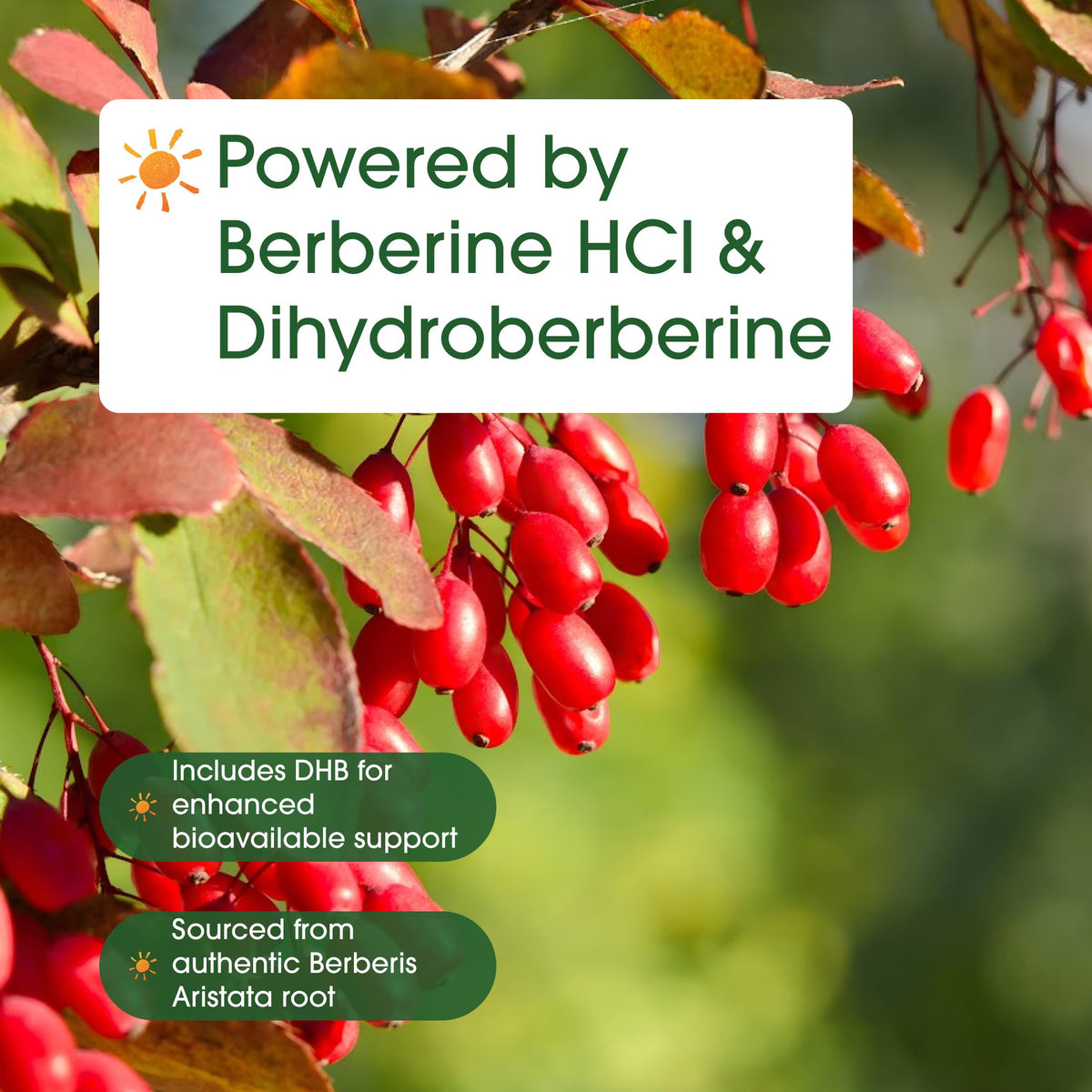 NatureBell Dihydroberberine with Berberine HCl - 120 Vegetarian Capsules - 500mg Dual Action Complex with GlucoVantage for High Absorption - Balanced Sugar & Heart Health Support*
