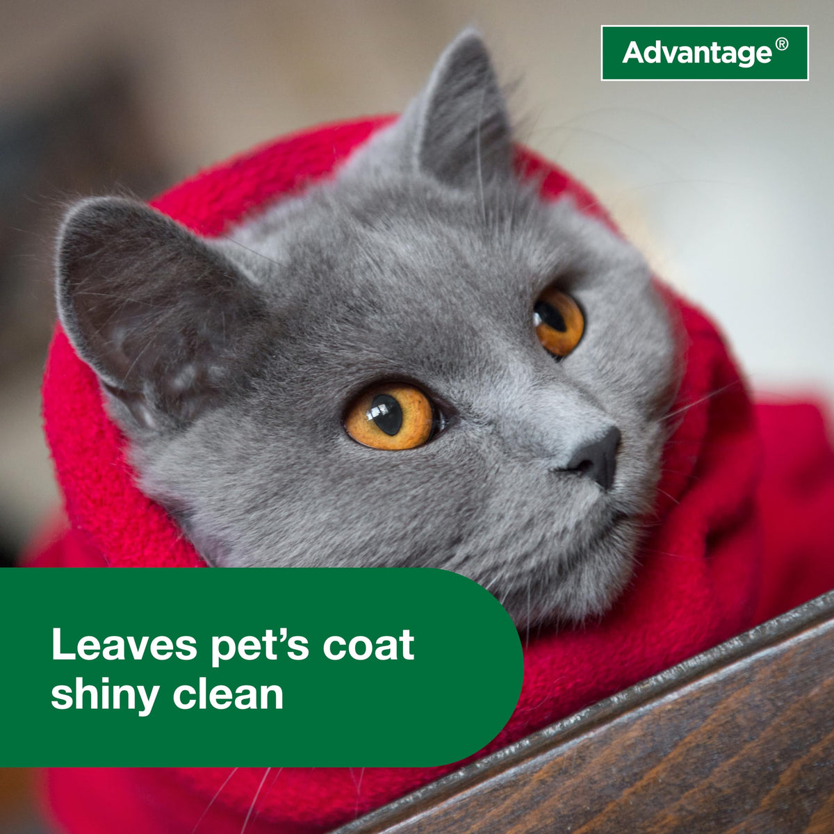 Advantage Treatment Shampoo for Cat and Kittens, Kills Fleas & Ticks, 8 oz.