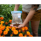 Natures Good Guys 1500 Live Ladybugs - Good Bugs- Ladybugs - Guaranteed Live Delivery!