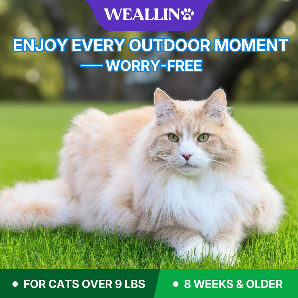 Flea and Tick Prevention for Large Cat, Fleas and Ticks Treatment for Cats