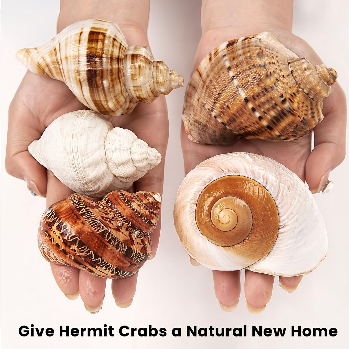 5PCS Large Hermit Crab Shells 2.8"-4" Seashells, Opening 1.5"-2.5"