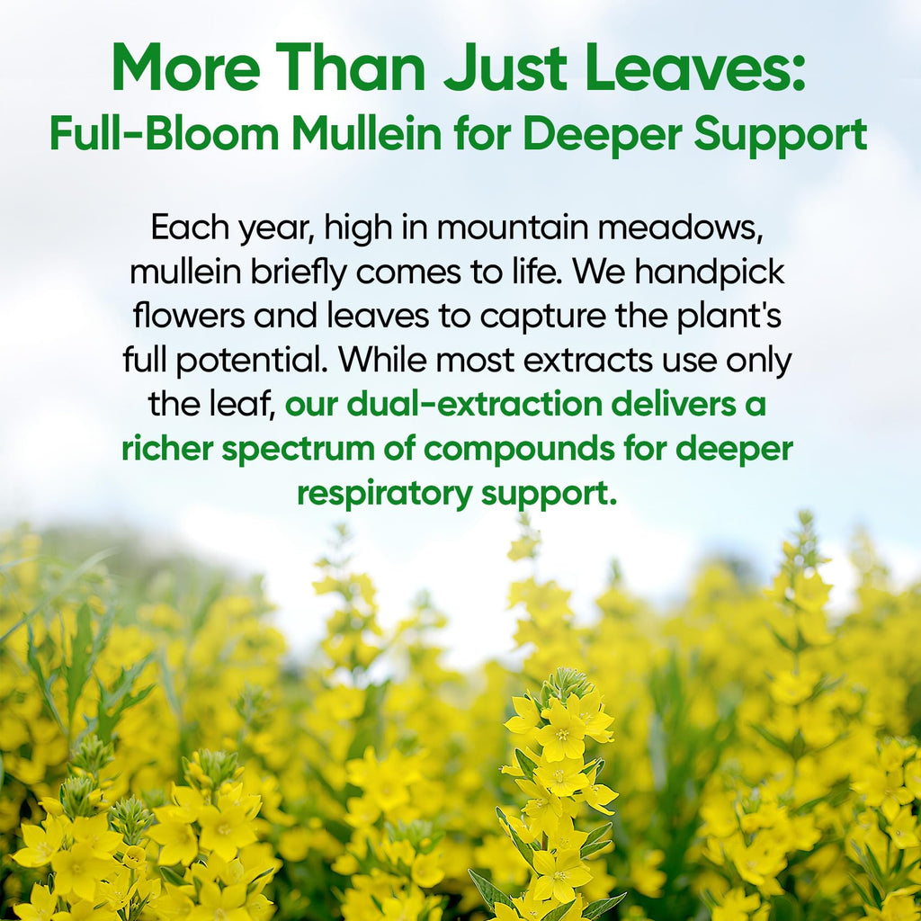 Mullein Drops for Lungs, Lung Detox for Smokers,Alcohol Free - 120 Servings | Mullein Leaf Extract with Echinacea,Elderberry,Marshmallow Root for Respiratory,Immune & Lymphatic Drainage - Sugar Free