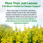 Mullein Drops for Lungs, Lung Detox for Smokers,Alcohol Free - 120 Servings | Mullein Leaf Extract with Echinacea,Elderberry,Marshmallow Root for Respiratory,Immune & Lymphatic Drainage - Sugar Free