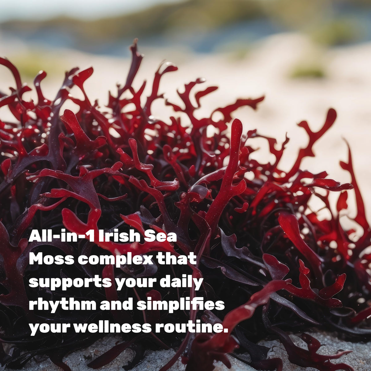 DEAL SUPPLEMENT 14-in-1 Irish Sea Moss Complex, 240 Veggie Capsules