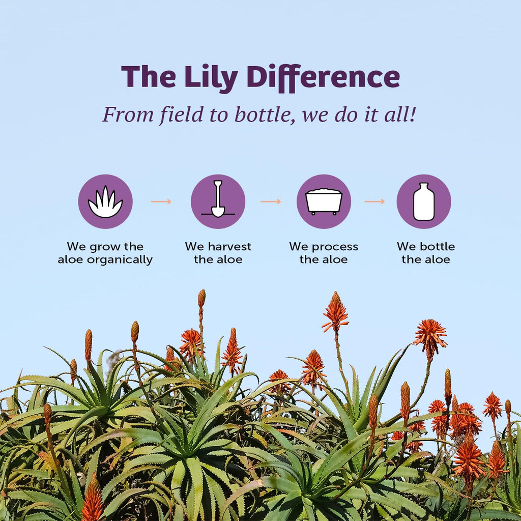 Lily of the Desert Aloe Vera Juice, Inner Fillet Filtered, Organic & Preservative Free – Natural Vitamins, Digestive Enzymes for Gut Health, Glowing Skin & Wellness, 16 Fl Oz