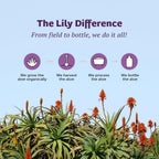 Lily of the Desert Aloe Vera Juice, Inner Fillet Filtered, Organic & Preservative Free – Natural Vitamins, Digestive Enzymes for Gut Health, Glowing Skin & Wellness, 16 Fl Oz