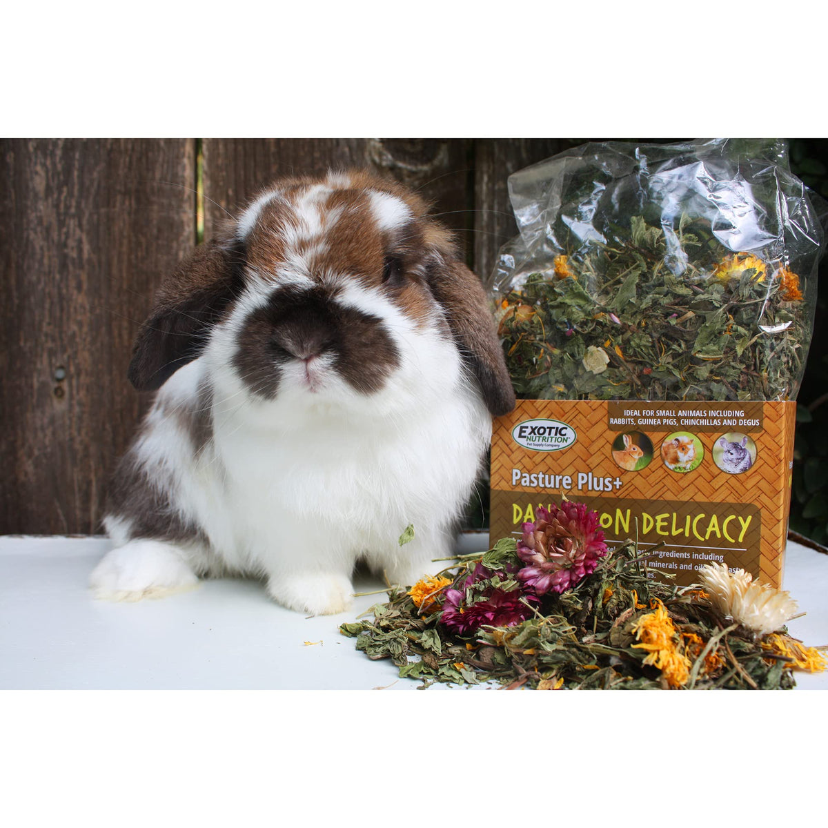 Exotic Nutrition Pasture Plus+ Dandelion Delicacy - Healthy Natural High-Fiber Dried Flower Treat - Guinea Pigs, Rabbits, Chinchillas, Prairie Dogs, Degus, Hamsters, Gerbils & Other Small Pets