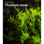 LUCKYRUNES Live Moss 3-Pack for Reptile Enclosures & Terrariums,Fresh Reptiles Substrate