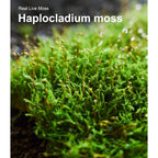 LUCKYRUNES Live Moss 3-Pack for Reptile Enclosures & Terrariums,Fresh Reptiles Substrate